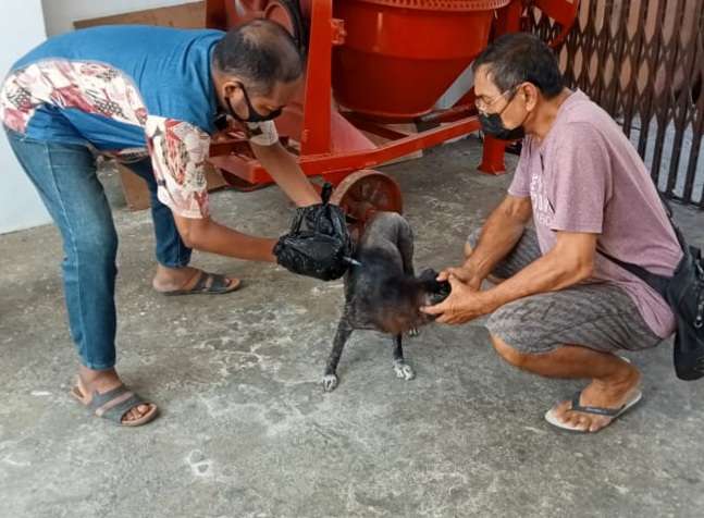 Vaksin Tembak Dua Ekor Anjing Jantan di Kel. Heledulaa Selatan